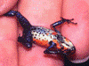 Oophaga pumilio