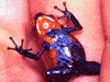 Oophaga pumilio