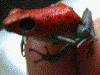 Oophaga pumilio