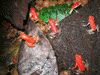 Oophaga pumilio