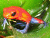 Oophaga pumilio
