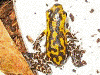 Oophaga pumilio