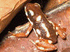 Oophaga pumilio