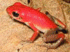 Oophaga pumilio