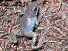 Oophaga pumilio