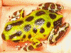 Oophaga pumilio