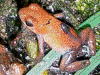Oophaga pumilio