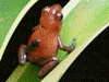Oophaga pumilio