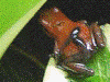 Oophaga pumilio