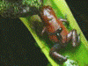 Oophaga pumilio