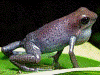 Oophaga pumilio