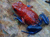 Oophaga pumilio