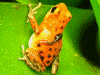 Oophaga pumilio