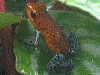 Oophaga pumilio