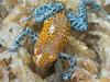 Oophaga pumilio
