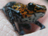 Oophaga pumilio