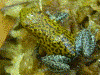 Oophaga pumilio