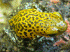 Oophaga pumilio