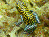 Oophaga pumilio