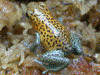 Oophaga pumilio