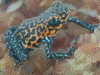 Oophaga pumilio