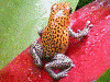 Oophaga pumilio
