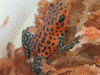 Oophaga pumilio