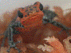 Oophaga pumilio
