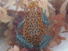 Oophaga pumilio