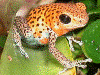 Oophaga pumilio