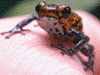 Oophaga pumilio
