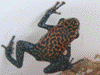 Oophaga pumilio