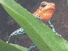 Oophaga pumilio