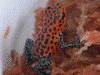 Oophaga pumilio