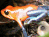 Oophaga pumilio