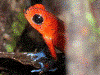 Oophaga pumilio