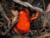 Oophaga pumilio