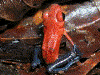 Oophaga pumilio