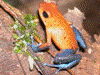 Oophaga pumilio