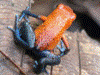 Oophaga pumilio