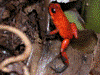 Oophaga pumilio