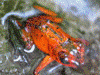 Oophaga pumilio