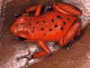 Oophaga pumilio