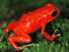 Oophaga pumilio