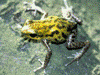 Oophaga pumilio