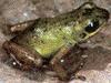 Oophaga pumilio