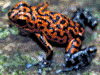 Oophaga pumilio