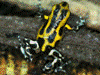 Oophaga pumilio