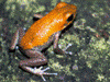 Oophaga pumilio