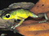 Oophaga pumilio